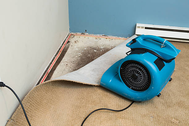 Best Water damage contractors near me  in Lakefield, MN